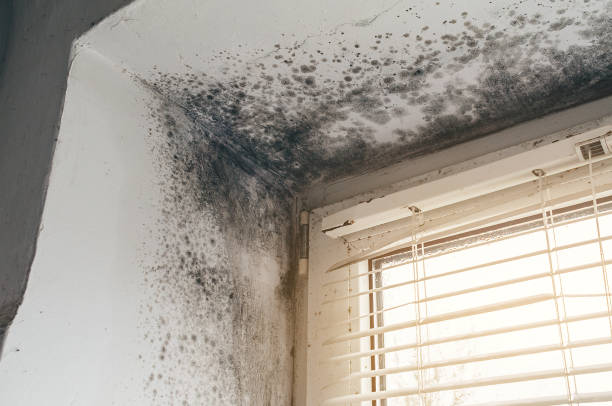 Affordable Mold Cleanup solutions in Warrenville, IL