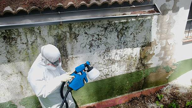 Top rated local Mold Cleanup specialists in Warrenville, IL